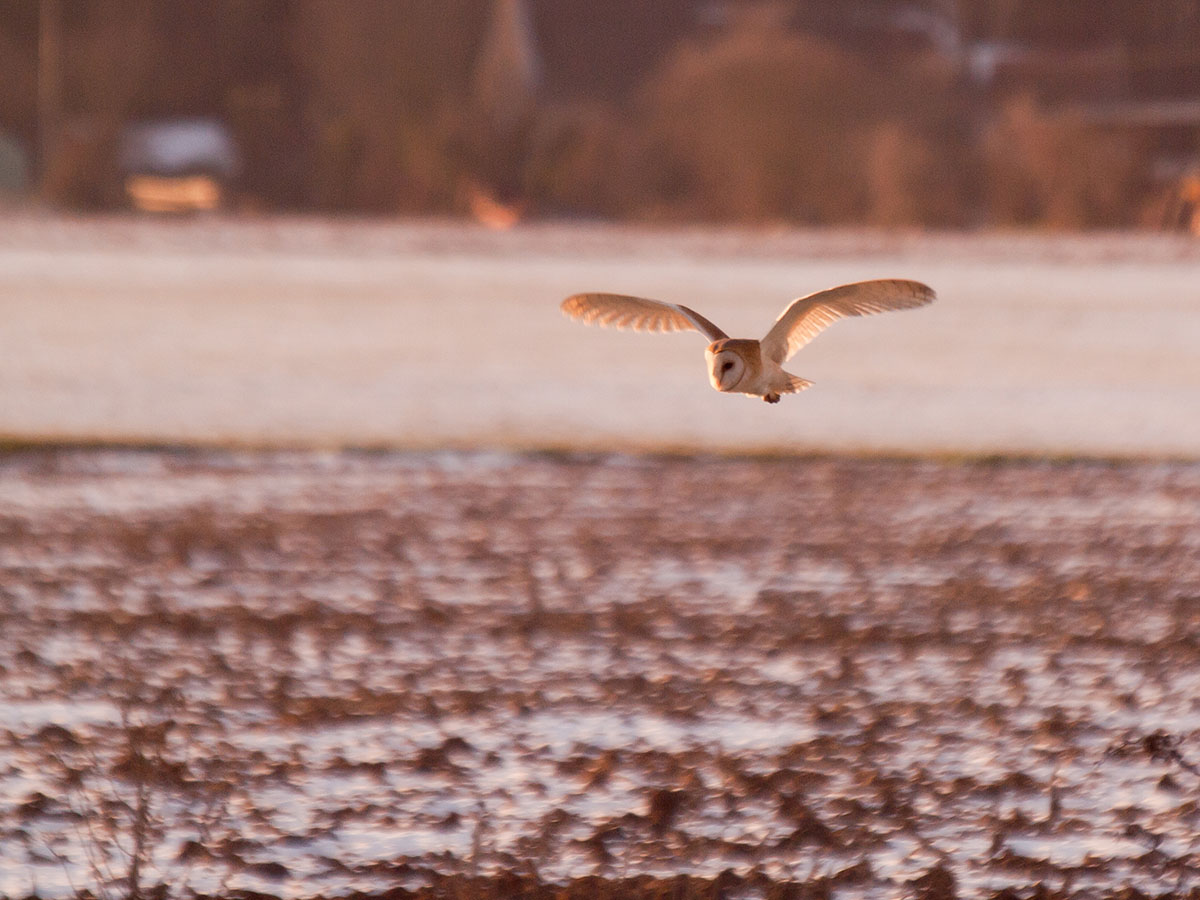 Owl flying over a snowy field