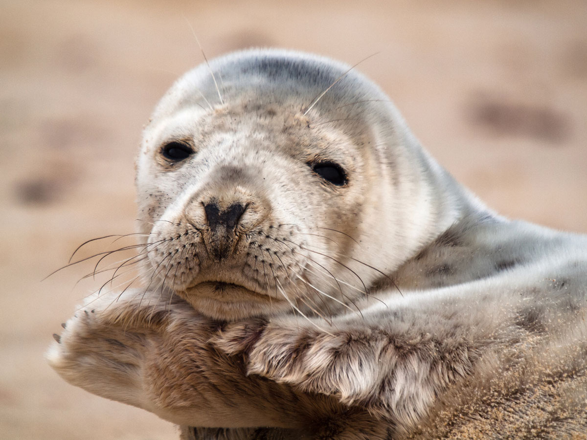 seal on the beach