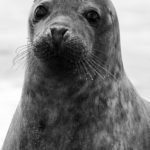 Norfolk Seal
