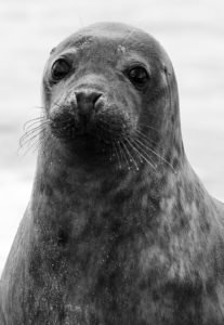 Norfolk Seal