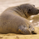 Norfolk Seal