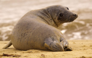 Norfolk Seal