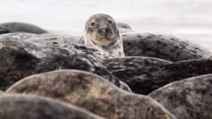 Norfolk Seal