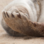 Norfolk Seal