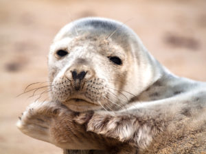 Norfolk Seal