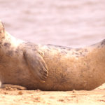 Norfolk Seal