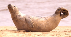 Norfolk Seal