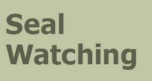 Seal Watching